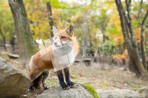Image of Cute fox at outdoor