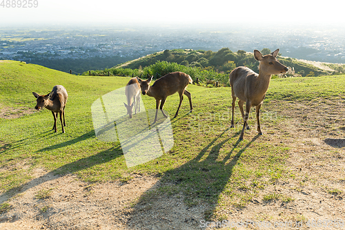 Image of Deer at mount wakakusa