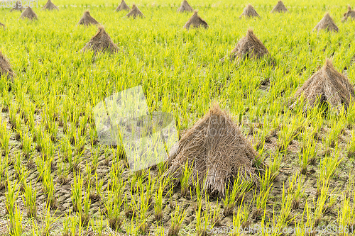 Image of Rice field