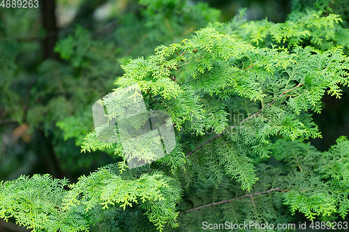 Image of Green plant tree forest