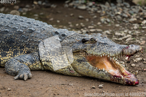 Image of Crocodile getting hurt on mouth