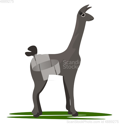 Image of Cartoon Llama/Domesticated animal vector or color illustration