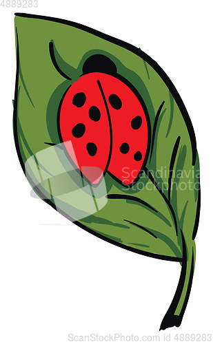 Image of A cute little lady beetle crawling on a green leaf vector or col