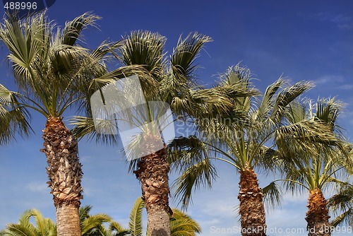 Image of Palm trees against a deep blue sky in Los Angeles