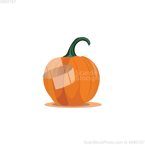 Image of A pumpkin vector or color illustration