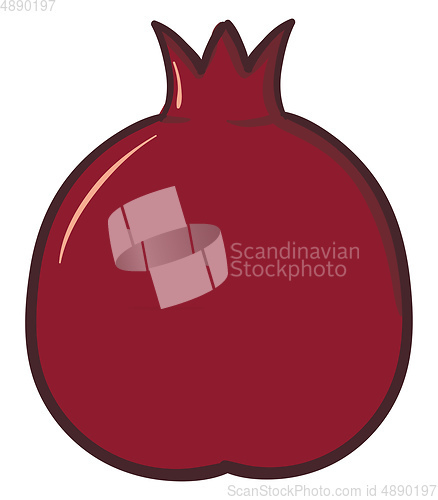 Image of Pomegranate, vector or color illustration.