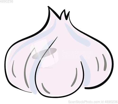 Image of Garlic, vector or color illustration.