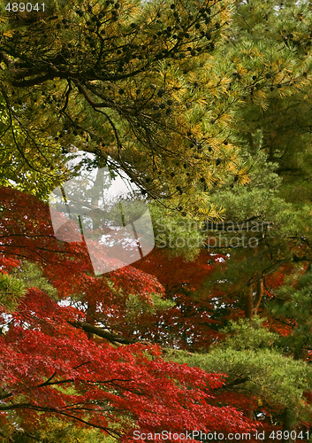 Image of Combination of autumn colors