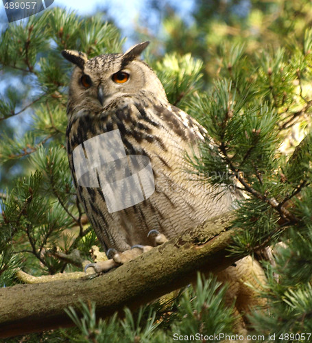 Image of Eurasian Eagle-owl