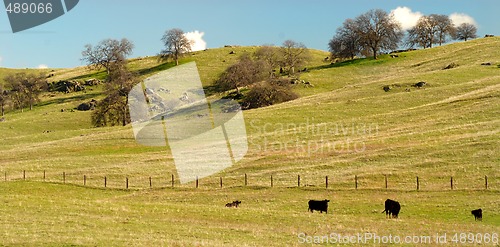 Image of Cows grazing in a pasture in the California hills