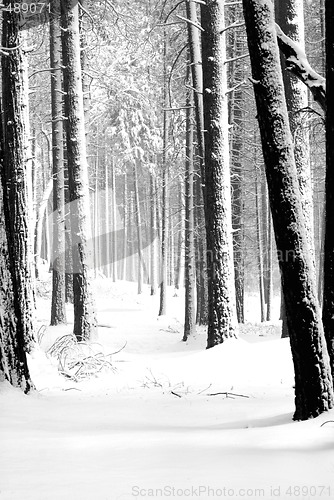 Image of B & W image of snow covered pines in Yosemite National Park