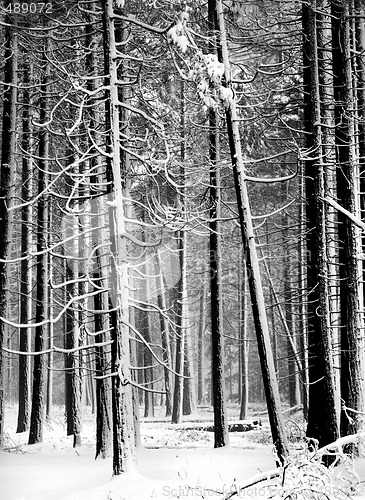 Image of B & W image of snow covered pines in Yosemite National Park