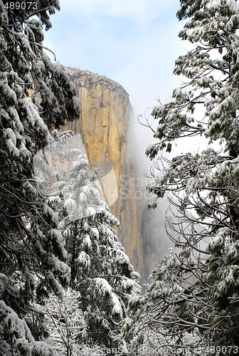 Image of View through the pines of El Capitan in Yosemite National Park o