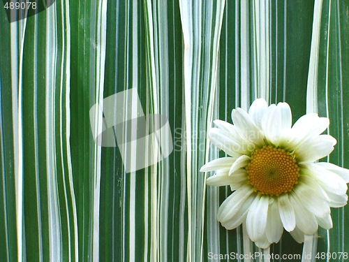 Image of Daisy with Ribbon Grass Background