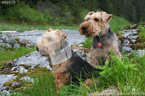 Image of Two Welsh Terrier Friends