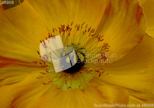 Image of papaver closeup