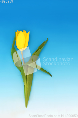 Image of Spring Tulip Yellow Flower Minimal Composition