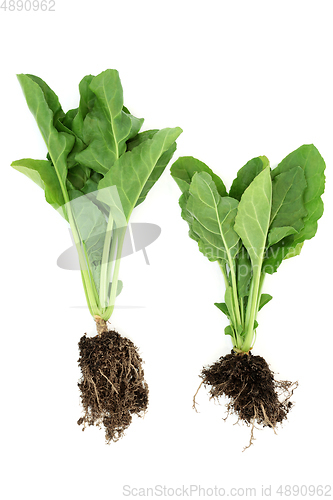 Image of Highly Nutritious Fresh Spinach Plants with Roots