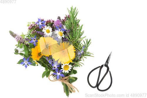 Image of Medicinal Herbs and Flowers for Natural Health Care 