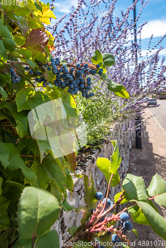 Image of Close Up view of in the vineyard and lavender in Burgundy day with blue sky