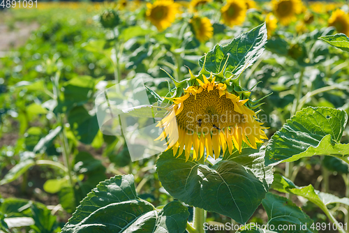 Image of Blooming sunflowers field in somewhere in France, Europe