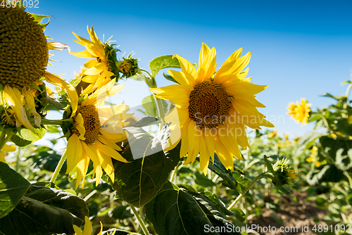 Image of Sunflowers against a blue sky on the field