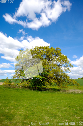 Image of Tree on hill