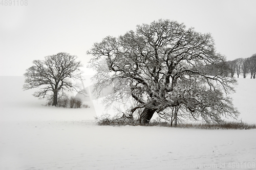 Image of Tree on hill at winter