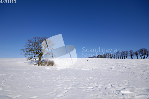 Image of Tree on hill at winter