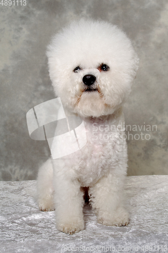 Image of Sitting poodle dog