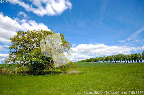 Image of Tree on hill