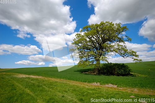 Image of Tree on hill