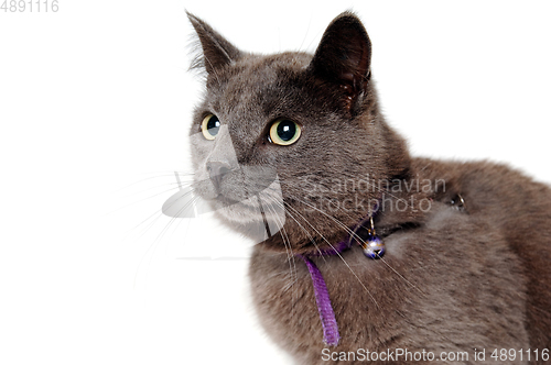 Image of Gray cat on a isolated white background.