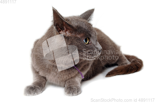 Image of Gray cat on a isolated white background.