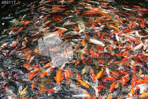 Image of Koi