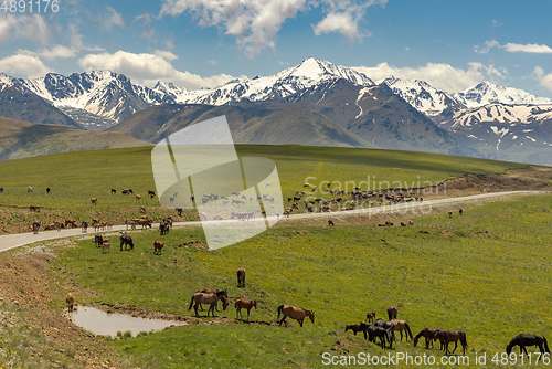 Image of Animals, horses and cows graze in the meadows of the Elbrus regi