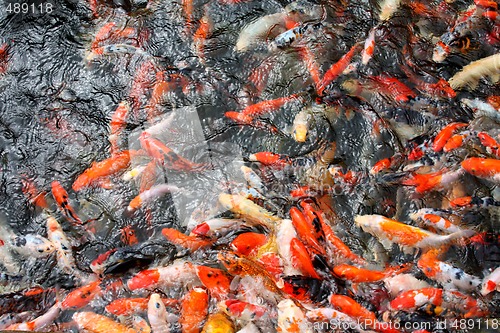 Image of Koi