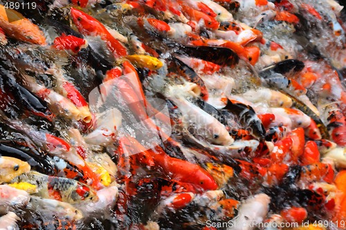 Image of Koi