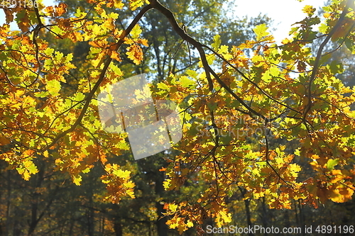 Image of Autumn leaves.