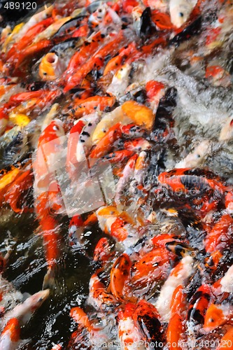 Image of Koi