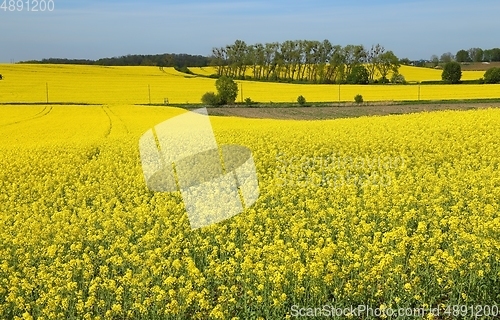 Image of Blooming rape fields.