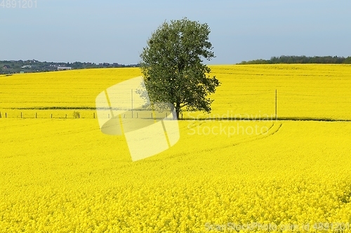 Image of Blooming rape fields.