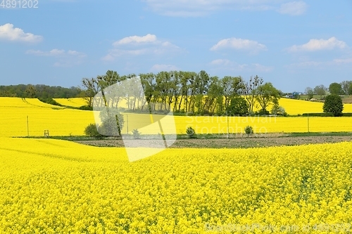 Image of Blooming rape fields.