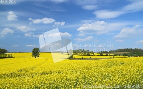 Image of Blooming rape fields.