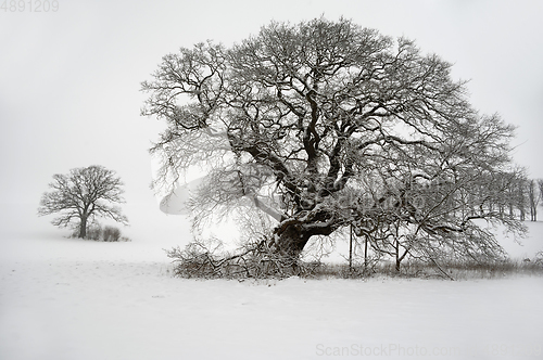 Image of Tree on hill at winter