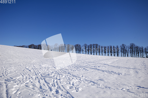 Image of Trees on hill at winter