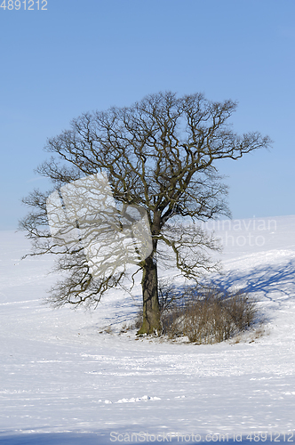 Image of Tree on hill at winter