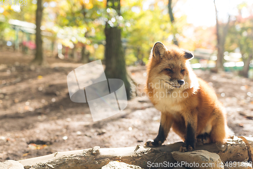 Image of Fox in nature