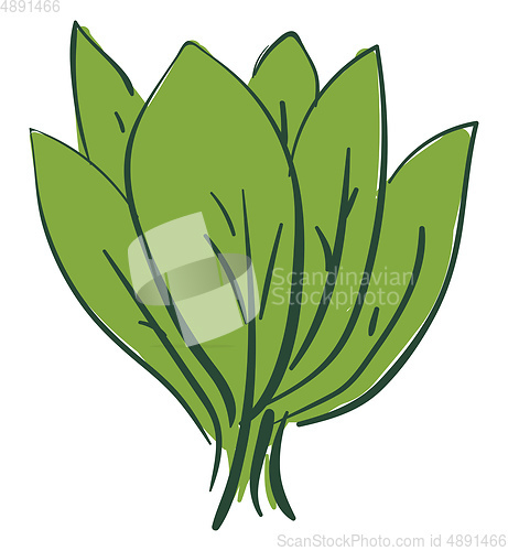 Image of Bunch of spinach for food, vector or color illustration.