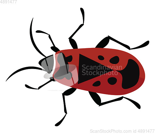 Image of Firebug, vector or color illustration.